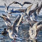 La Danza de las Gaviotas