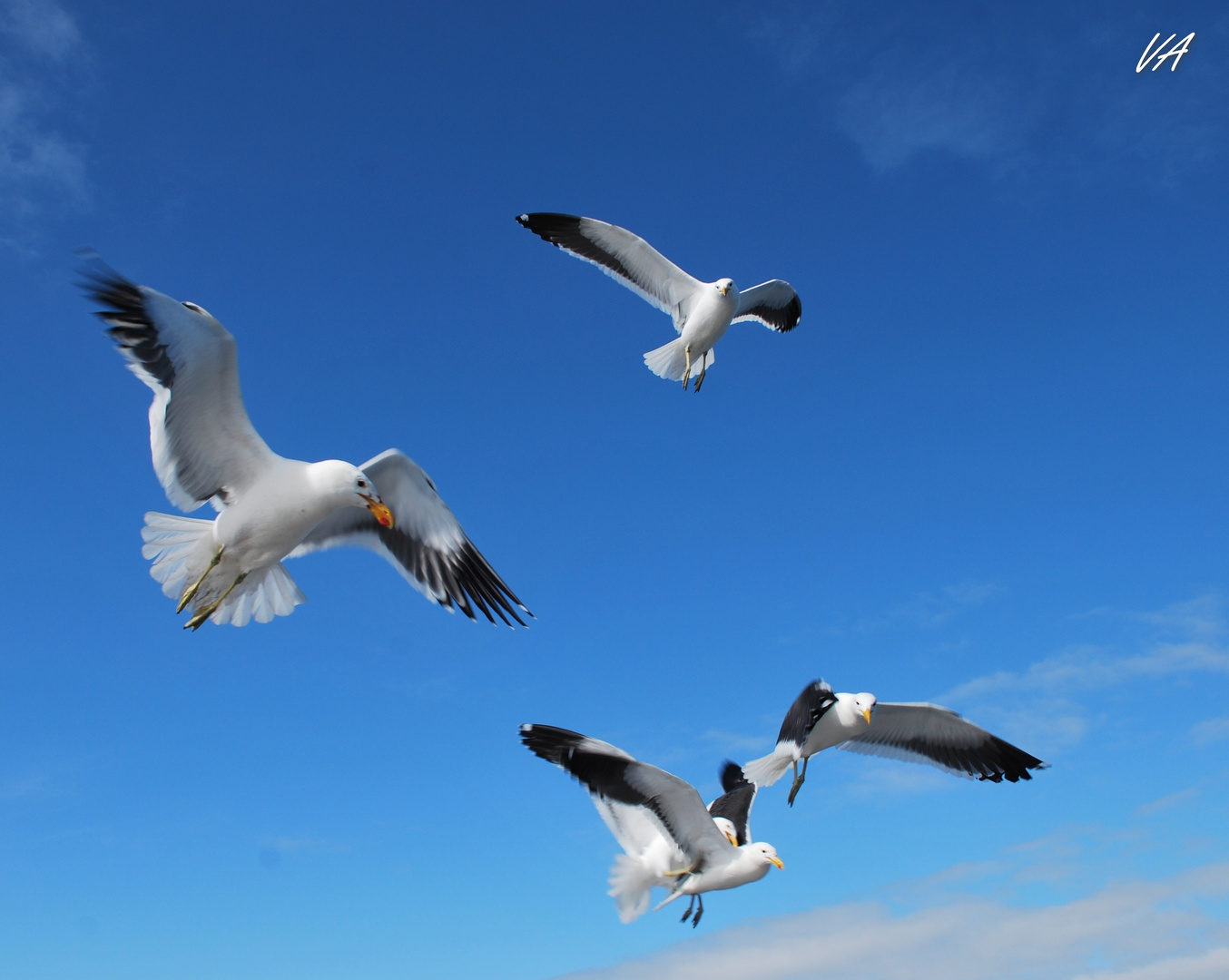 La danza dei gabbiani - Seagulls dance