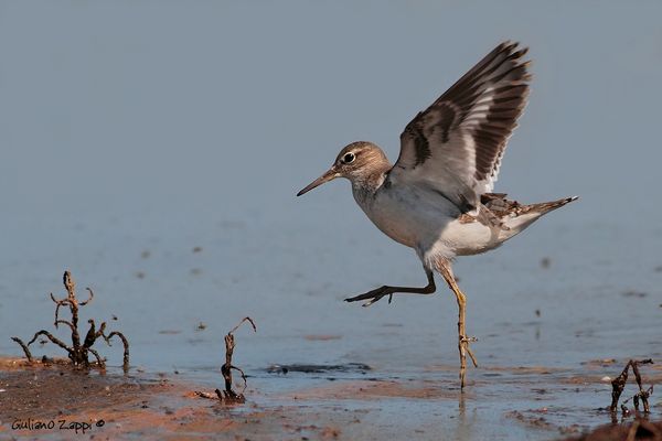 La danza del piro piro.