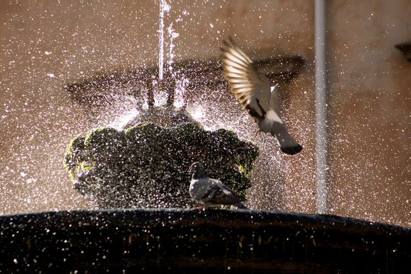 la danza dell' acqua