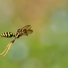 La danza della vespa