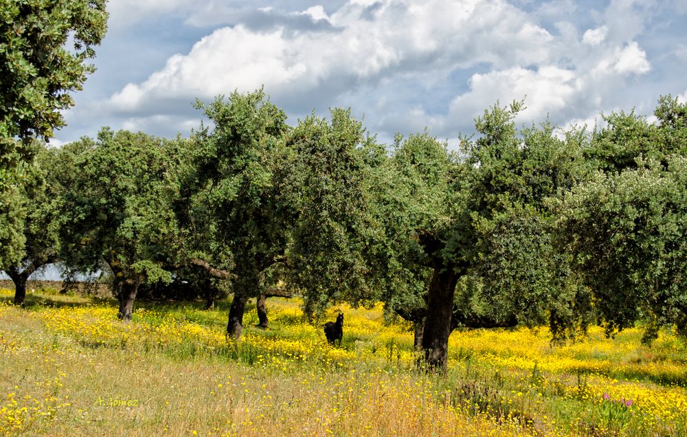 La dehesa Imagen & Foto paisajes, naturaleza, dehesa Fotos de