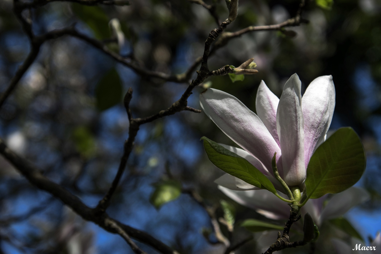 La delicada flor de magnólia.