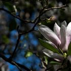 La delicada flor de magnólia.