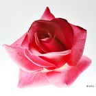 LA DELICADEZA DE LA ROSA