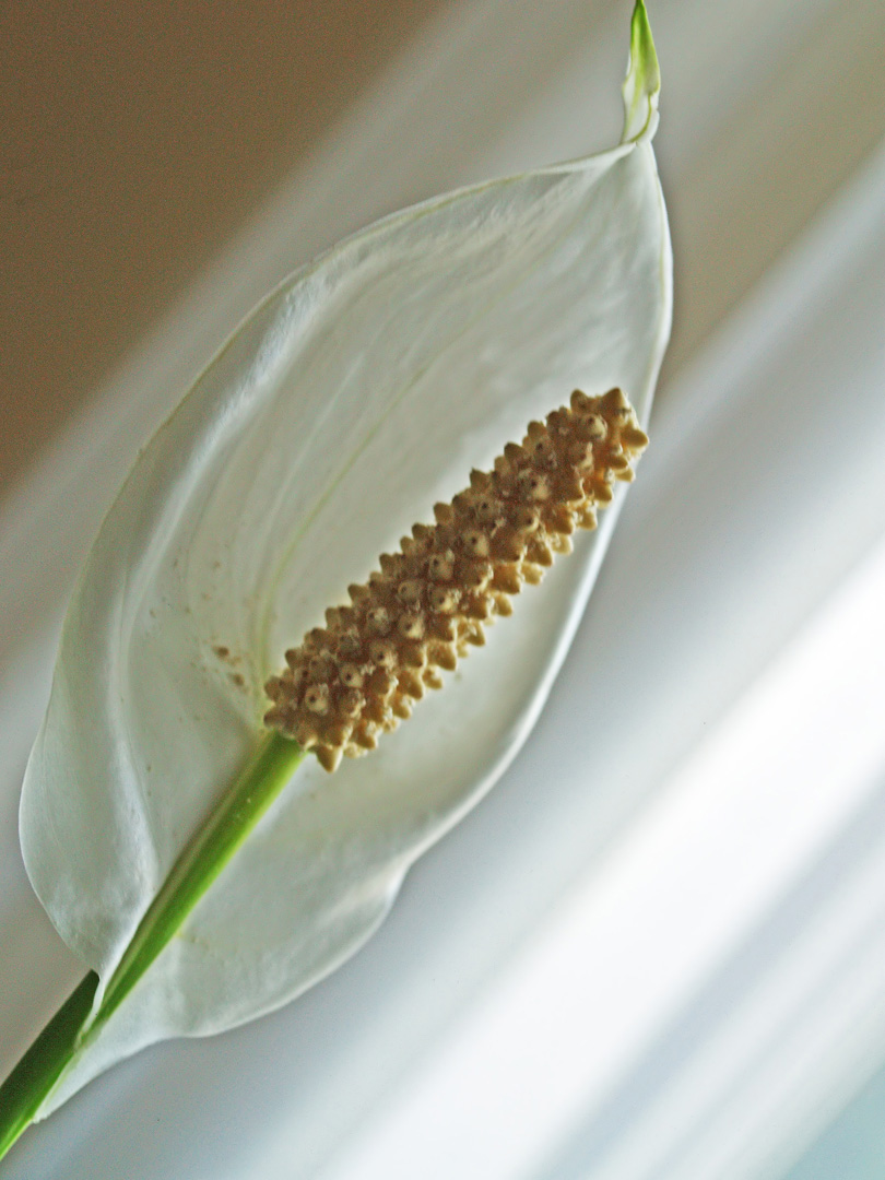 La délicatesse du spathiphyllum  --  Die Feinheit des Einblatts (Friedenslilie)