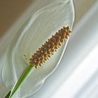 La délicatesse du spathiphyllum  --  Die Feinheit des Einblatts (Friedenslilie)