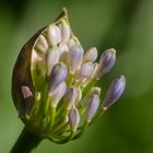 La delicatezza di un fiore...