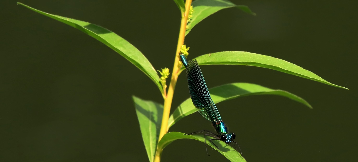 la demoiselle