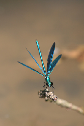 la Demoiselle à l'éventail