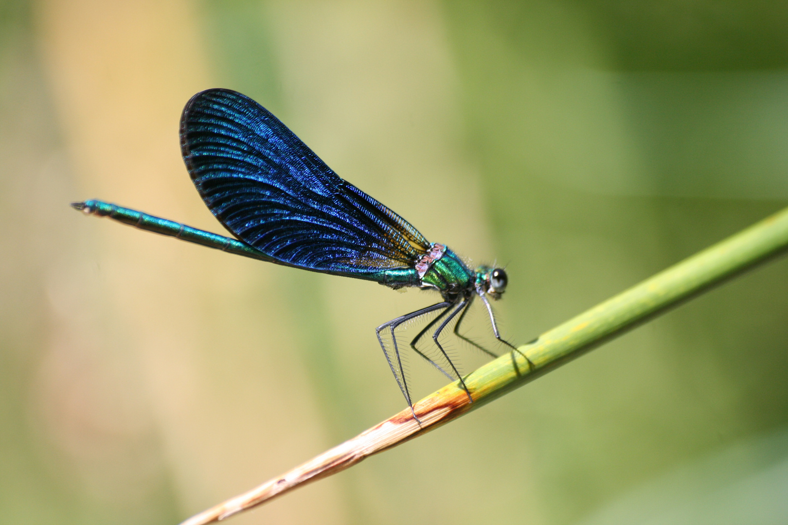 la demoiselle