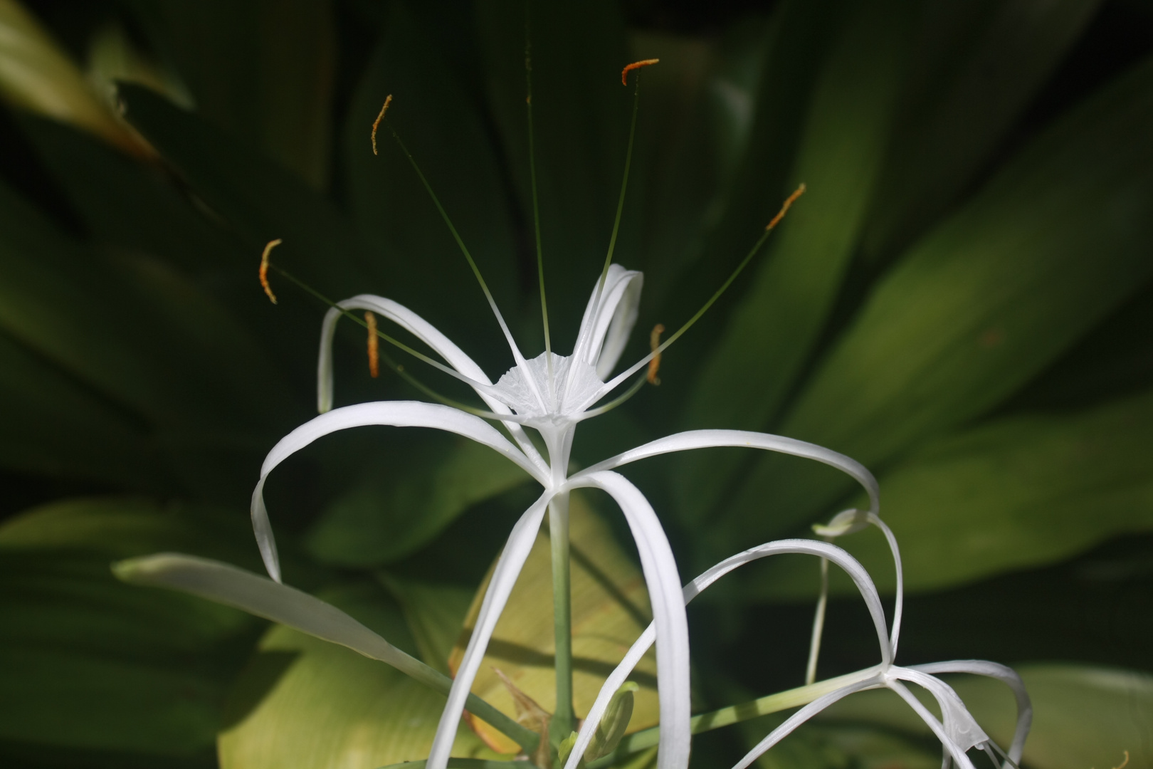 la demoiselle blanche couronnee