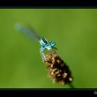 LA DEMOISELLE BLEUE