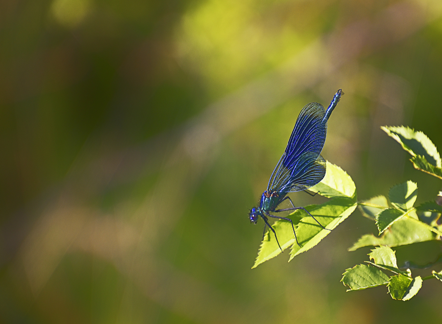 la demoiselle bleue