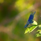 la demoiselle bleue