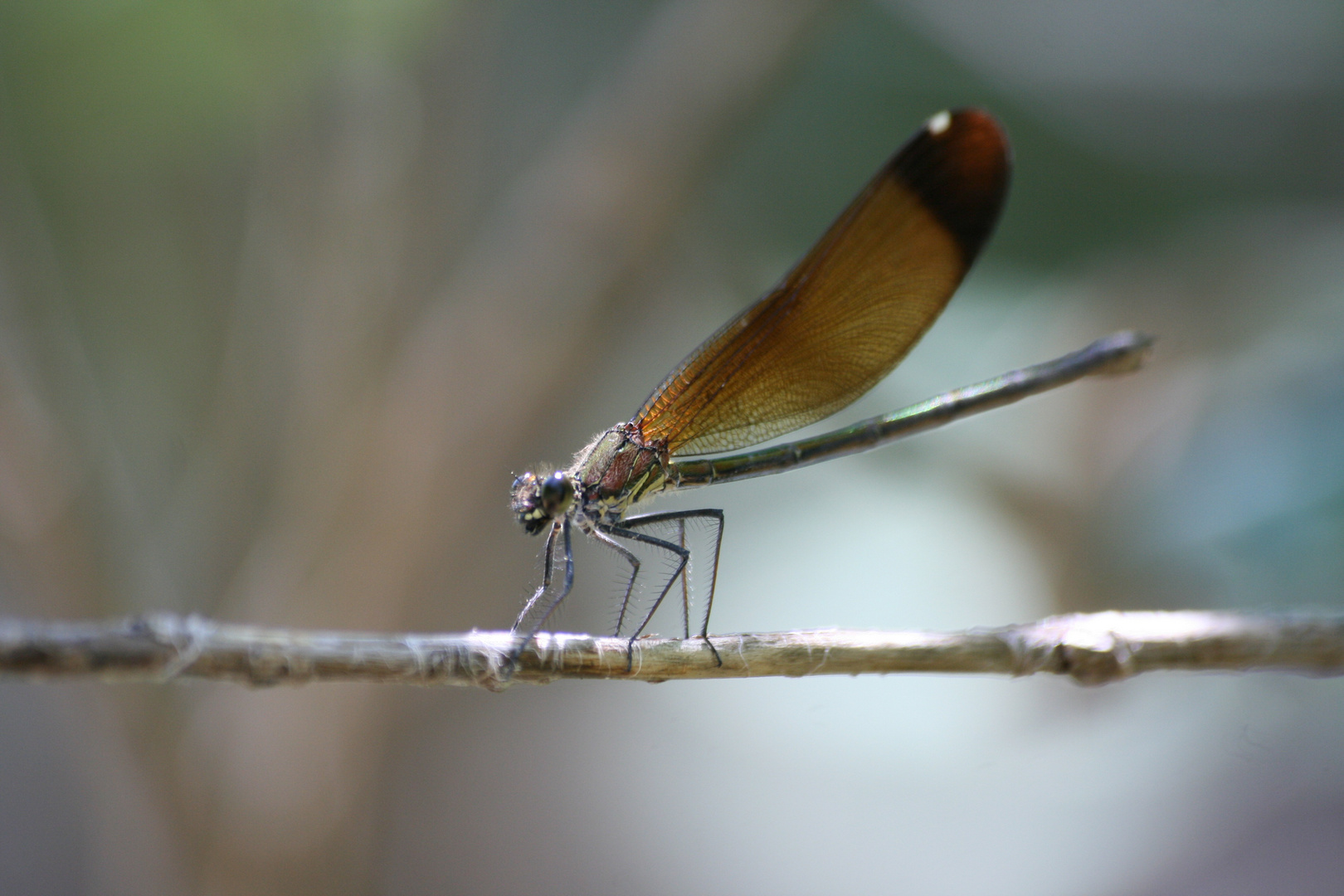 la demoiselle