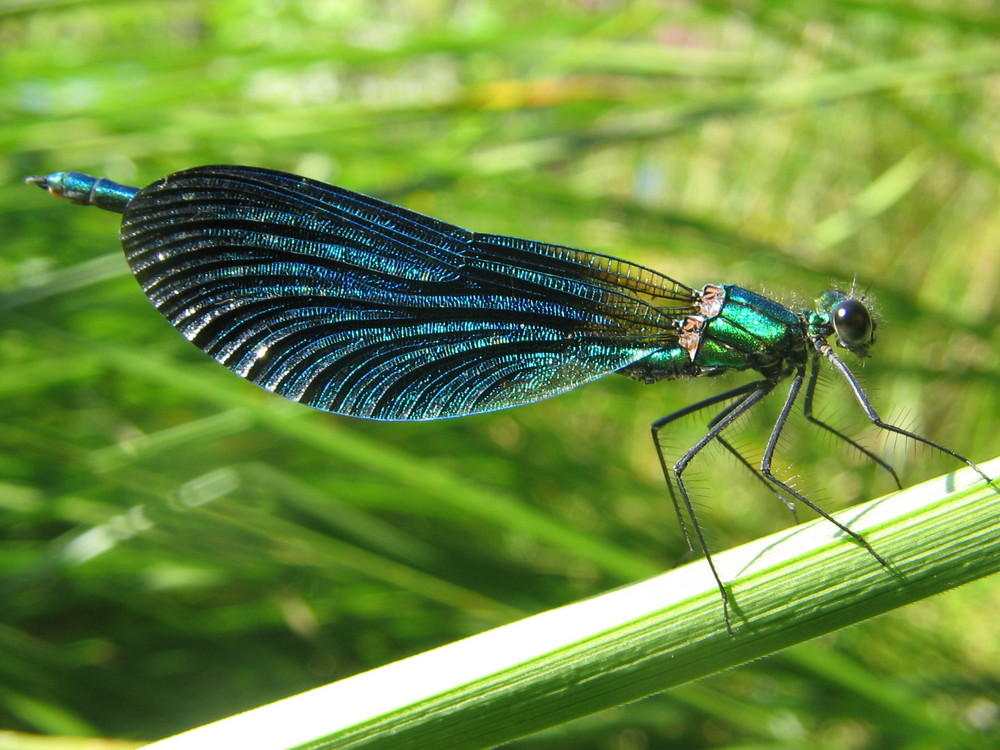 la demoiselle chante le bleu