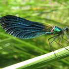 la demoiselle chante le bleu