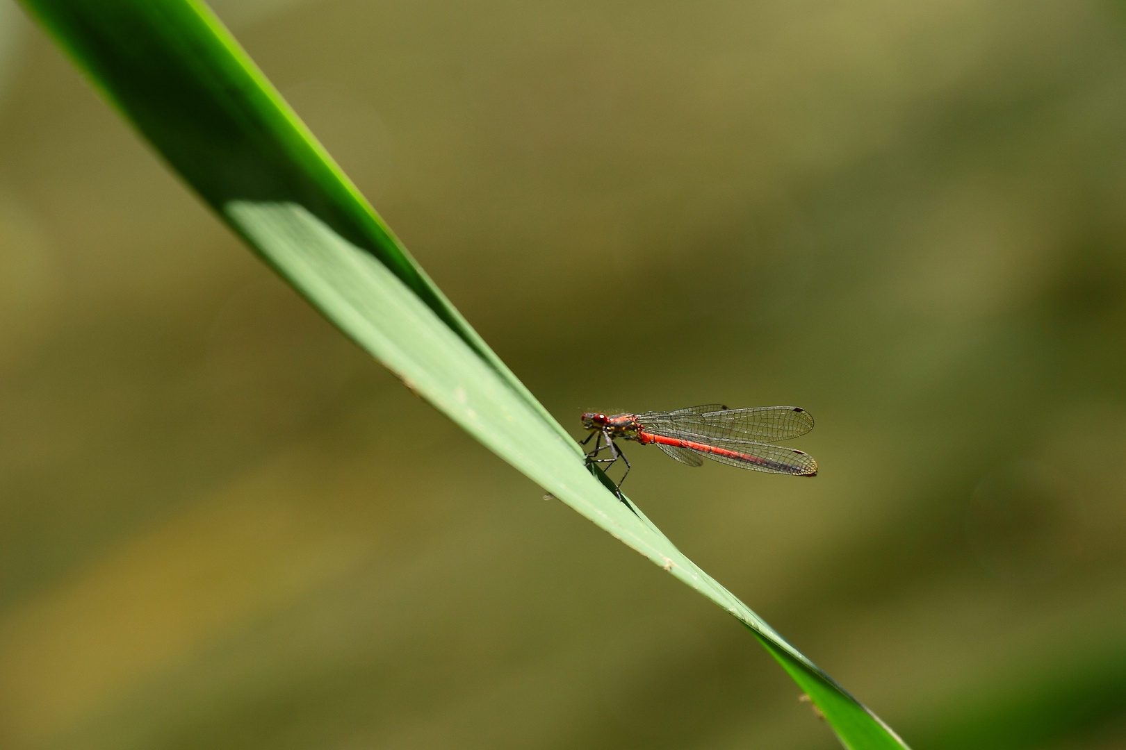 la demoiselle est en rouge 