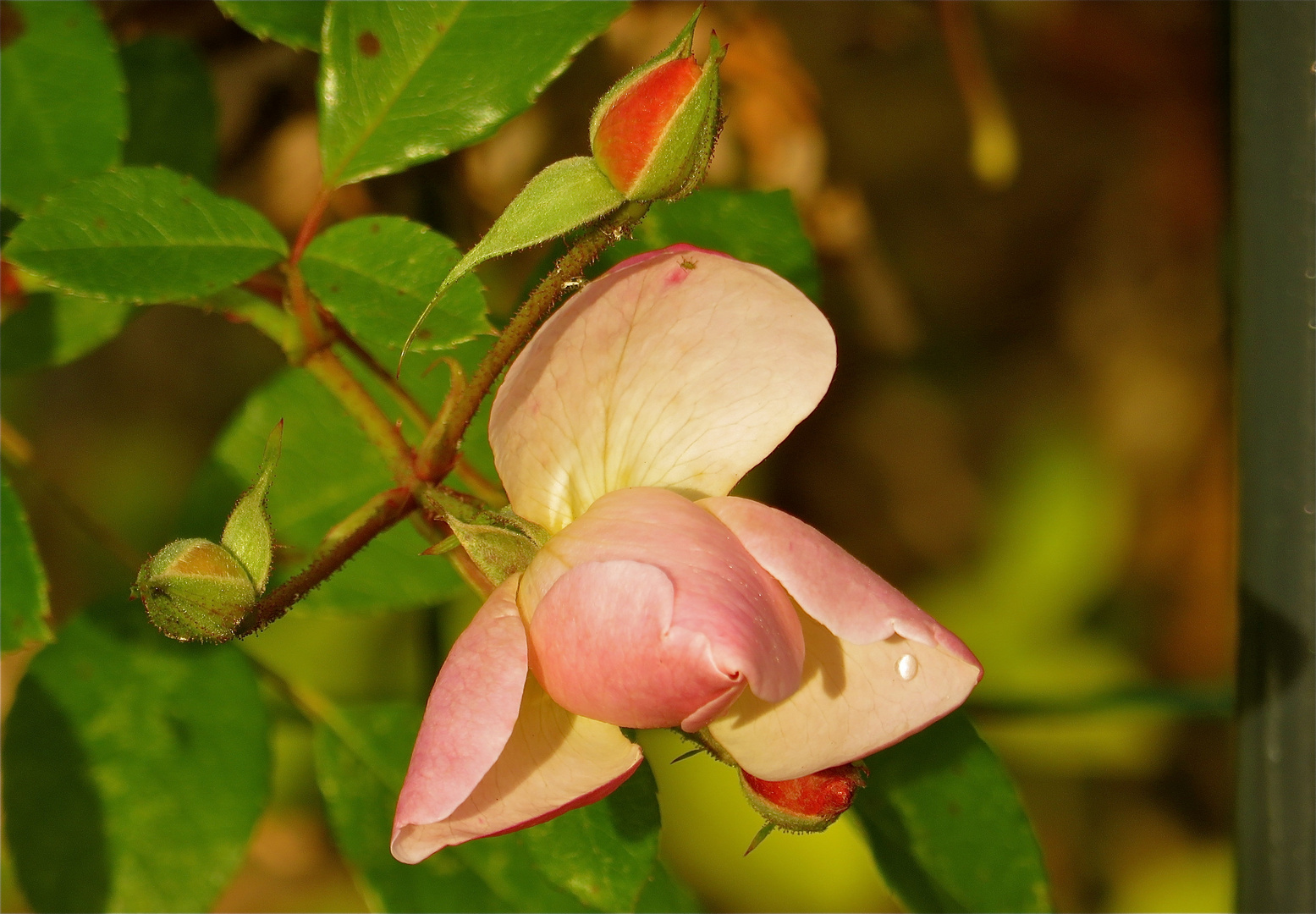 ...la dernier rose en Novembre !!!..