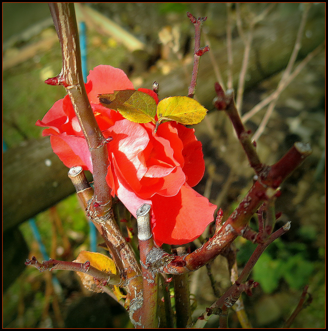 la dernière du jardin....