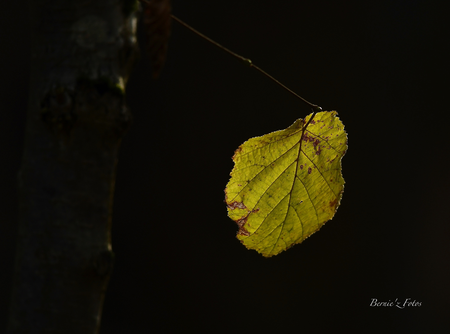 La dernière feuille