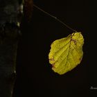 La dernière feuille