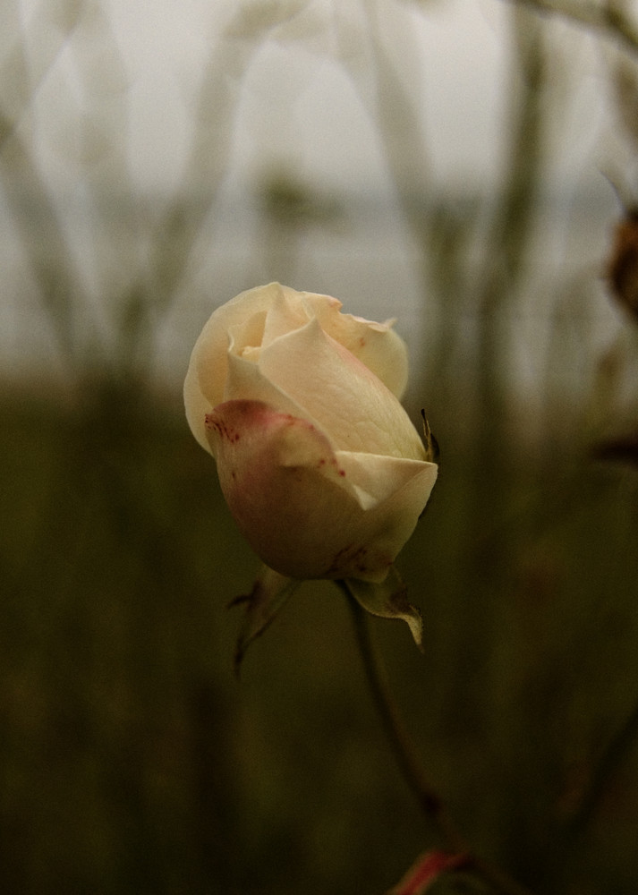 La dernière fleur de l'année