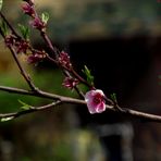 LA DERNIERE FLEUR DE PECHER