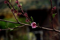 LA DERNIERE FLEUR DE PECHER