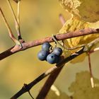 La dernière petite grappe