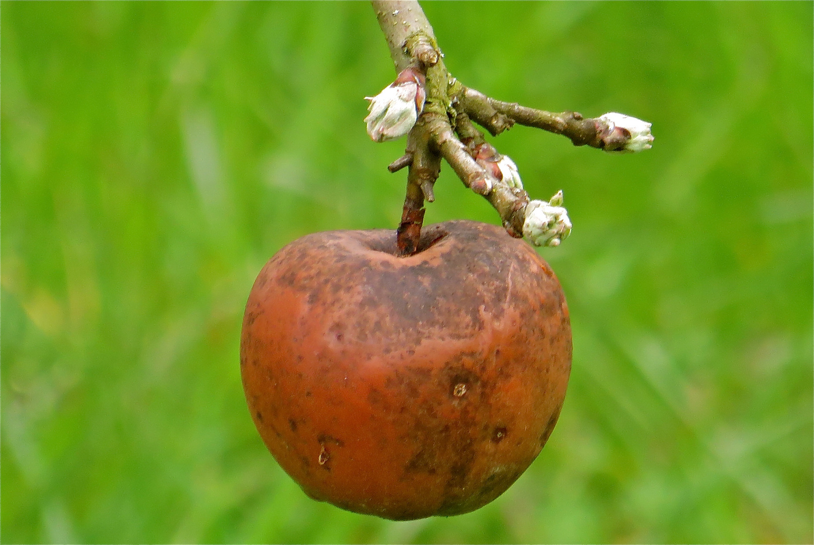 ... la  dernière  pomme !!!...