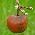 ... la  dernière  pomme !!!...