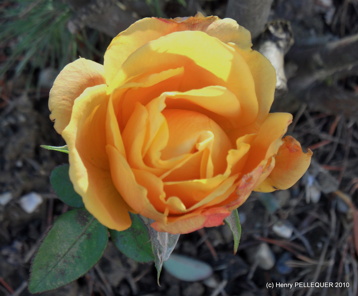 La dernière rose !