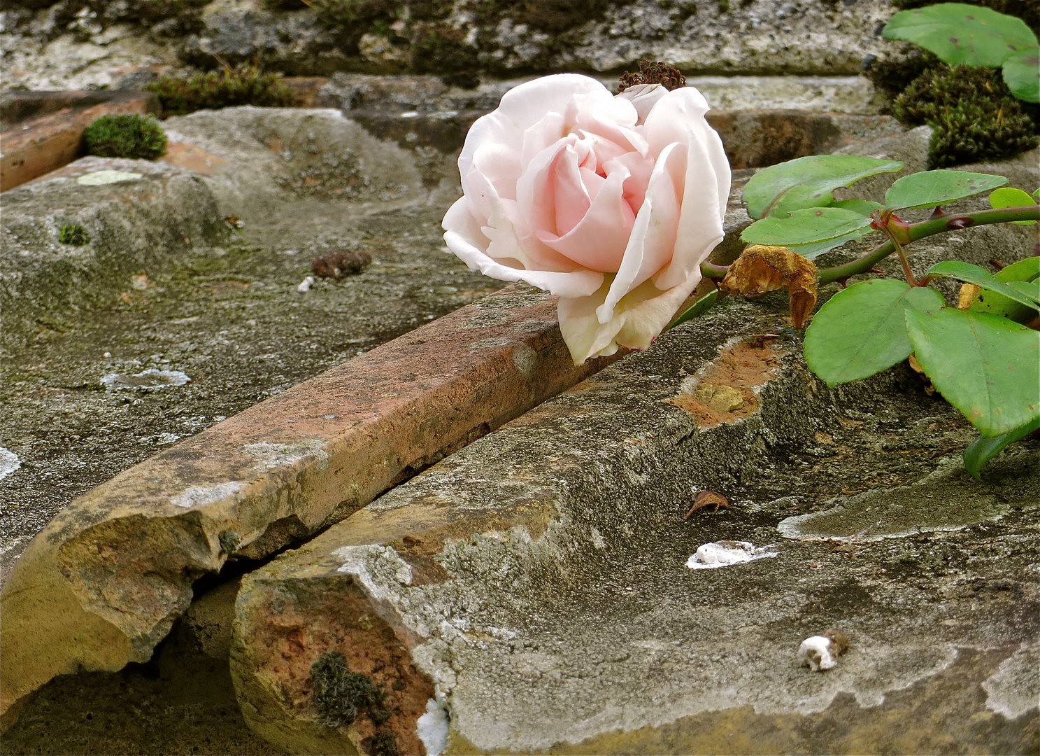 ... la dernière rose !!!...