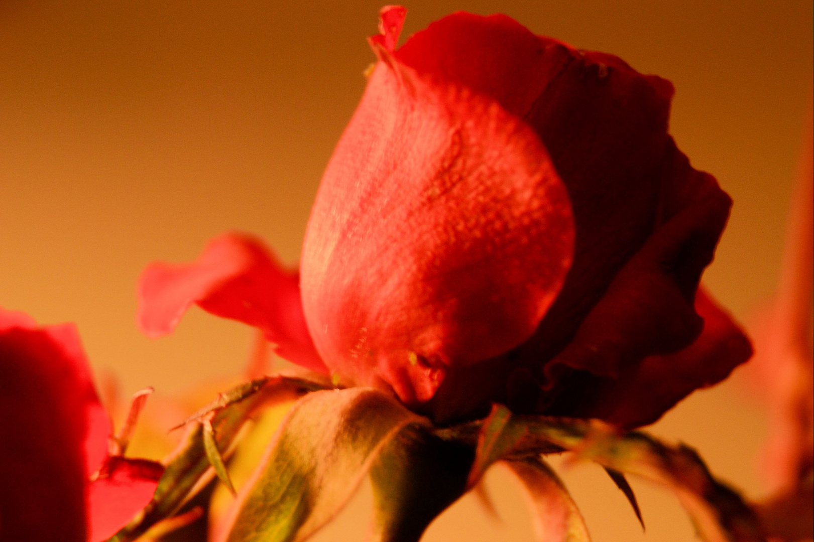 La dernière rose de mon jardin.