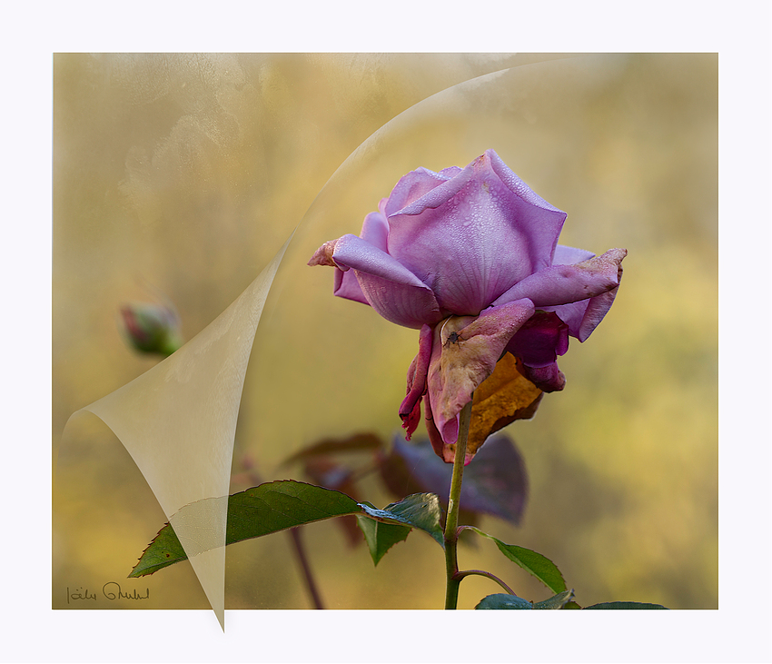 La dernière rose du jardin .