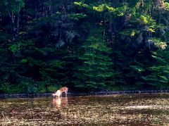 La Diable dans les Laurentides