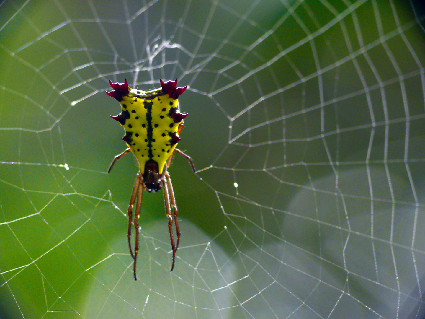 La difraccion y la araña