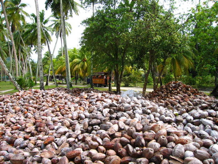 la digue coconuts