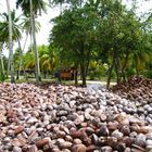 la digue coconuts