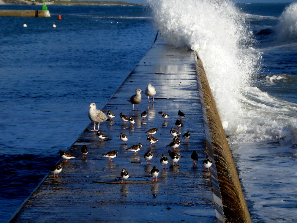 la digue du port de lesconil ( finistere )