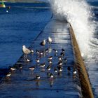 la digue du port de lesconil ( finistere )