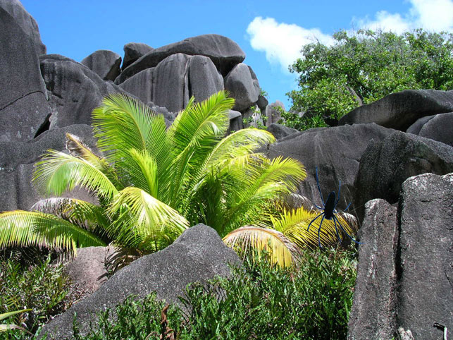 La Digue mit echter Spinne