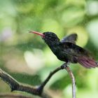 la doccia del colibrì