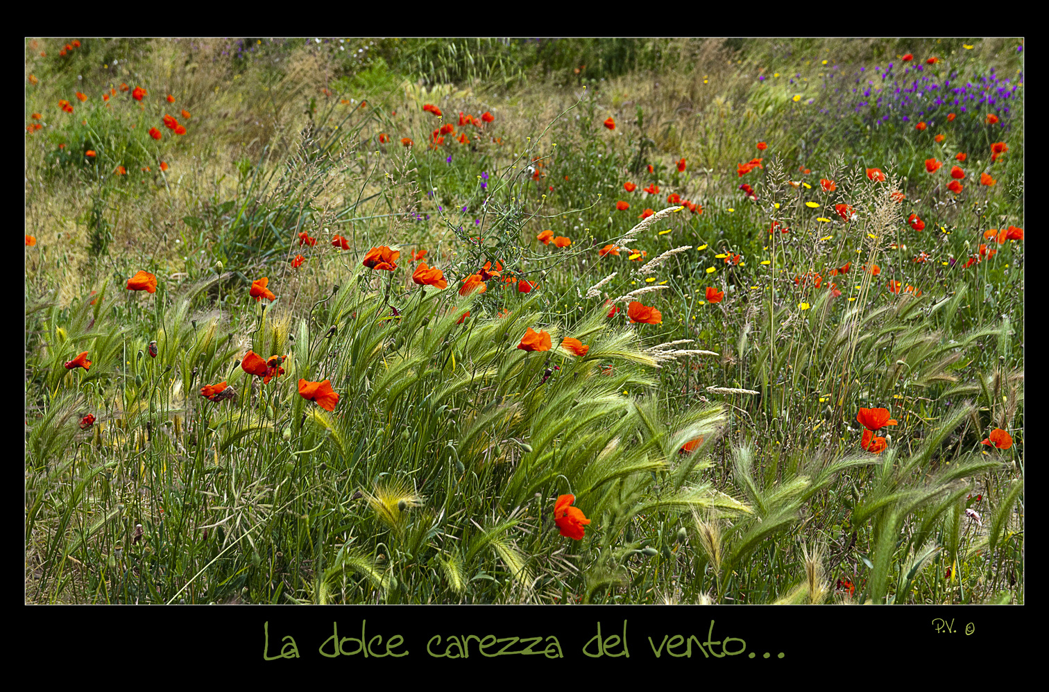 La dolce carezza del vento...