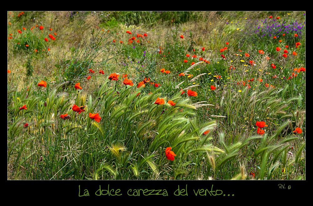 La dolce carezza del vento...