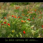 La dolce carezza del vento...