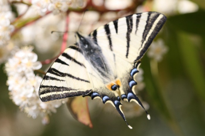 la dolcezza farfalla