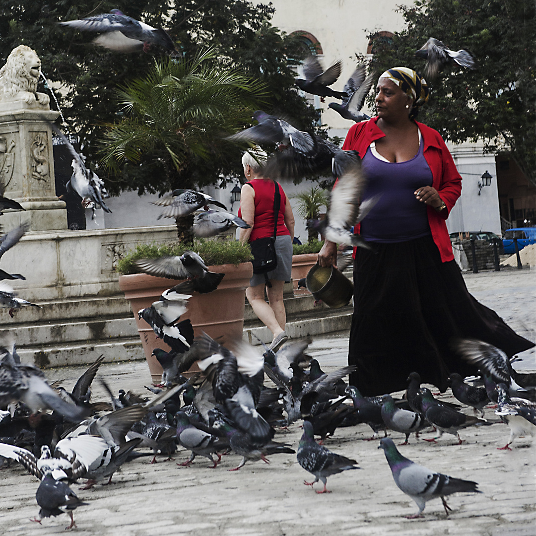 LA DONNA DEI PICCIONI